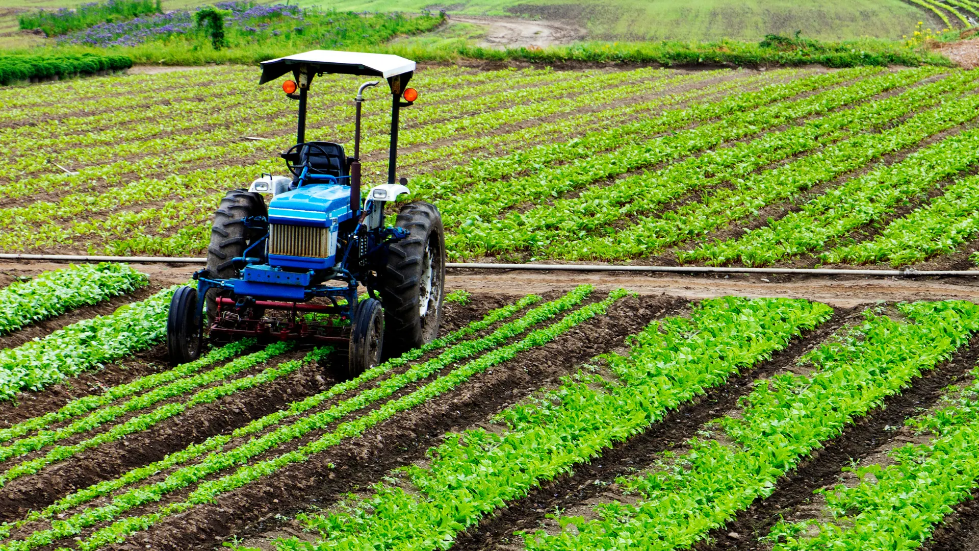 Peritaje Agrícola